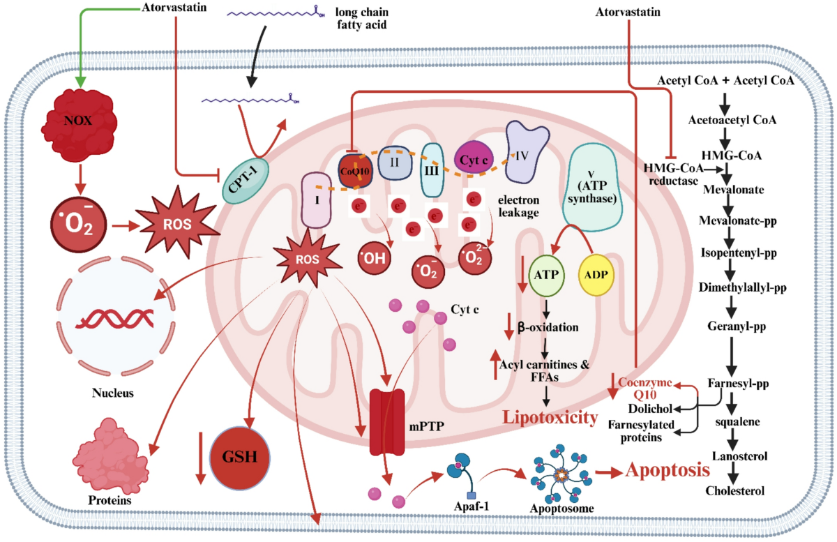 can i take glutathione with atorvastatin Mechanistic insights into atorvastatin-induced hepatotoxicity: molecular  pathways, clinical relevance, and strategies for safer personalized therapy  | Clinical and Experimental Medicine