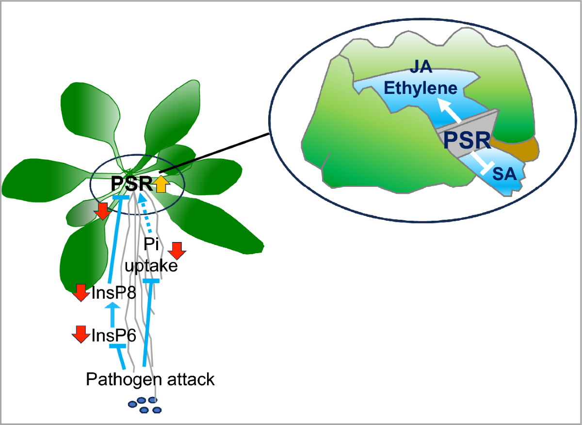 Reviewing impacts of biotic and abiotic stresses on the regulation of  phosphate homeostasis in plants | Journal of Plant Research