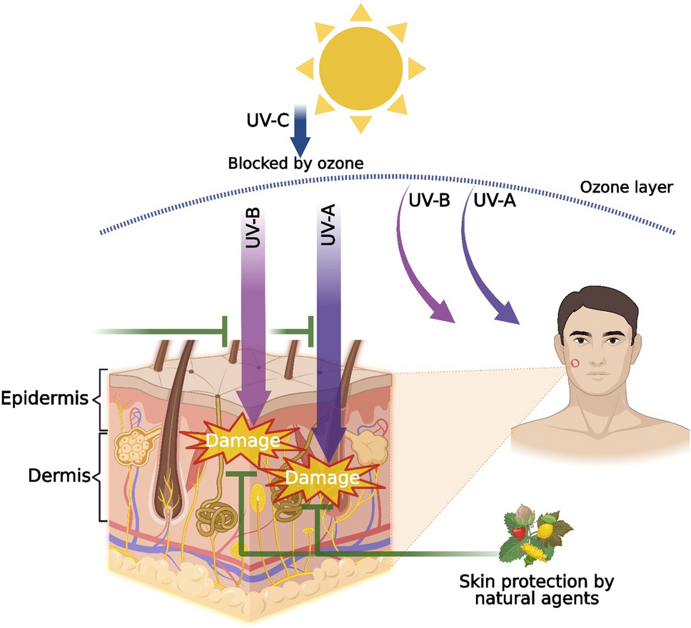 vitamin C antioxidant effect on skin UV damage illustration