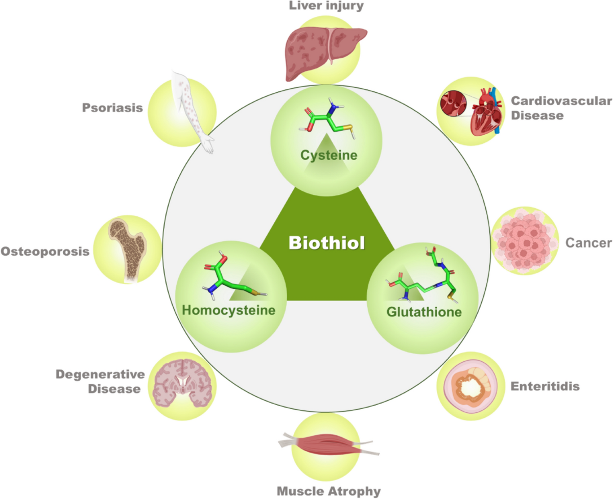 Assessment of environmental and biological stress using mitochondria-targeted red-emitting and near-infrared fluorescent probes for biothiol analysis: a review | Environmental Chemistry Letters