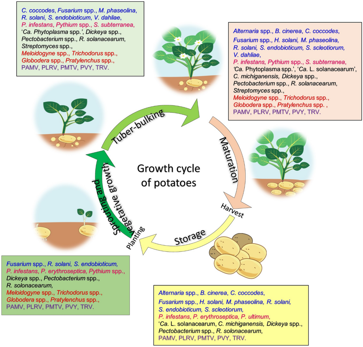 Common potato disease symptoms: ambiguity of symptom-based identification  of causal pathogens and value of on-site molecular diagnostics | Journal of  General Plant Pathology | Springer Nature Link