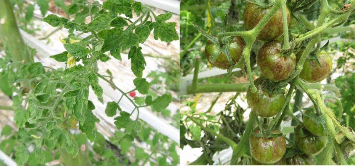 are tomatoes and tobacco related Tobamoviruses: old and new threats to tomato cultivation | Journal of  General Plant Pathology