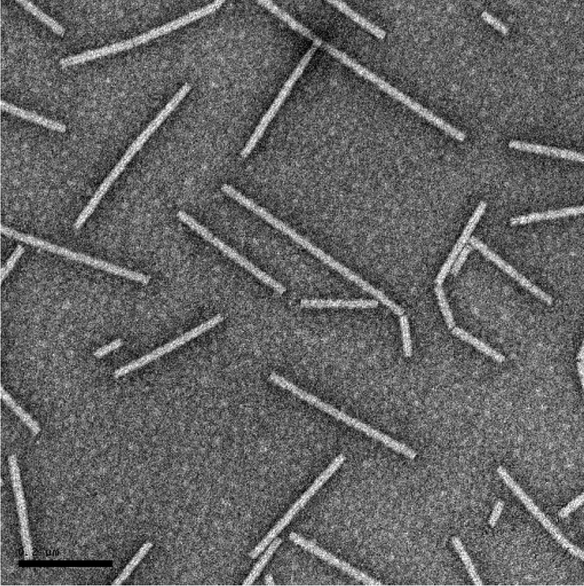 pathogen of tobacco mosaic virus Tobamoviruses: old and new threats to tomato cultivation | Journal of  General Plant Pathology