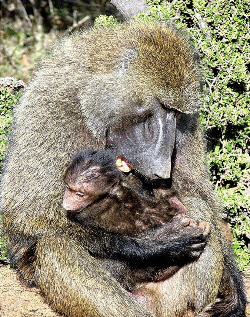 Confessions of a baboon watcher: from inside to outside the paradigm |  Primates | Springer Nature Link