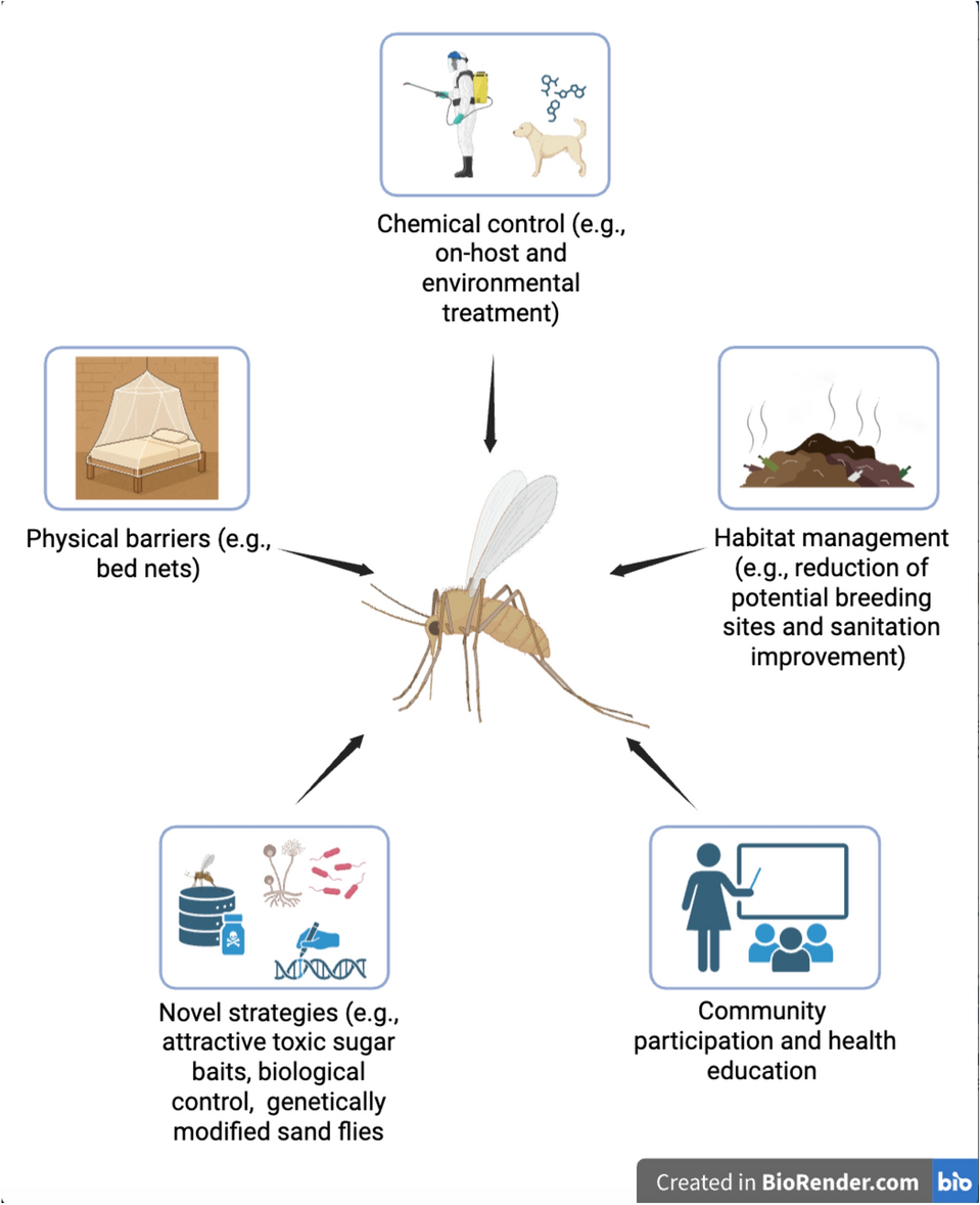 Bio-ecology and management of phlebotomine sand flies: unraveling the  complexity of vector control | Journal of Pest Science | Springer Nature  Link