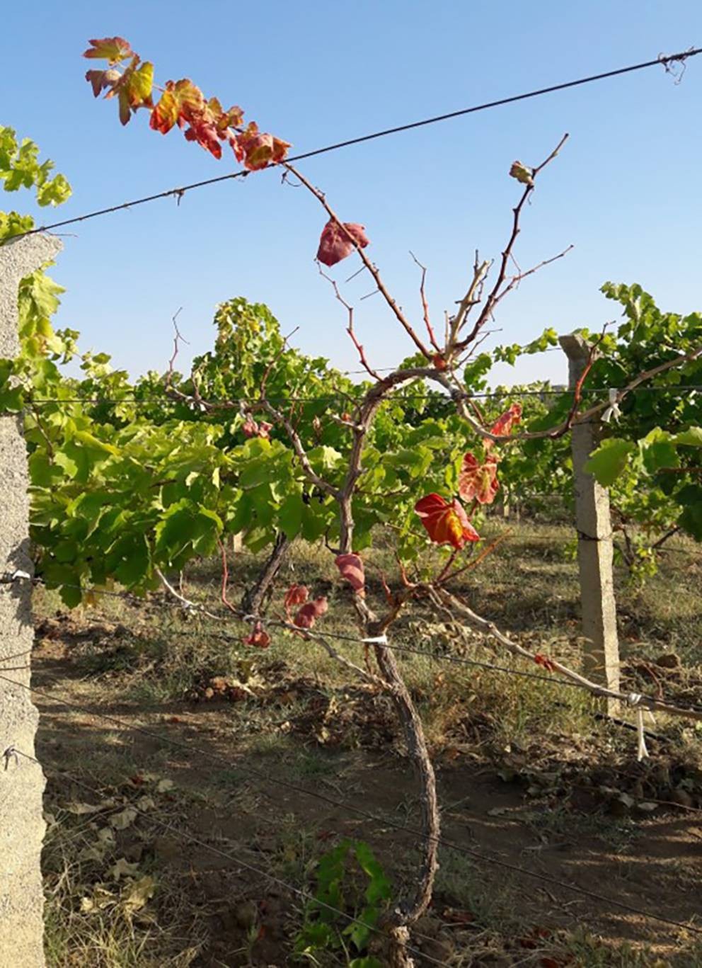 Detection of Phytoplasmas Associated with Grapevine in Northwestern Iran |  Applied Fruit Science