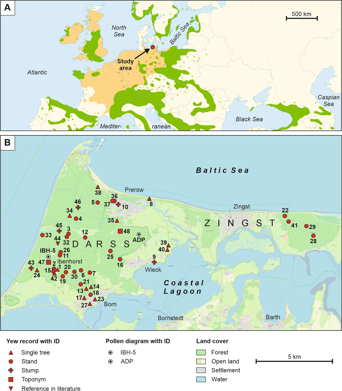 Forest history from a single tree species perspective: natural occurrence,  near extinction and reintroduction of European yew (Taxus baccata L.) on  the Darss-Zingst peninsula, southern Baltic Sea coast | European Journal of