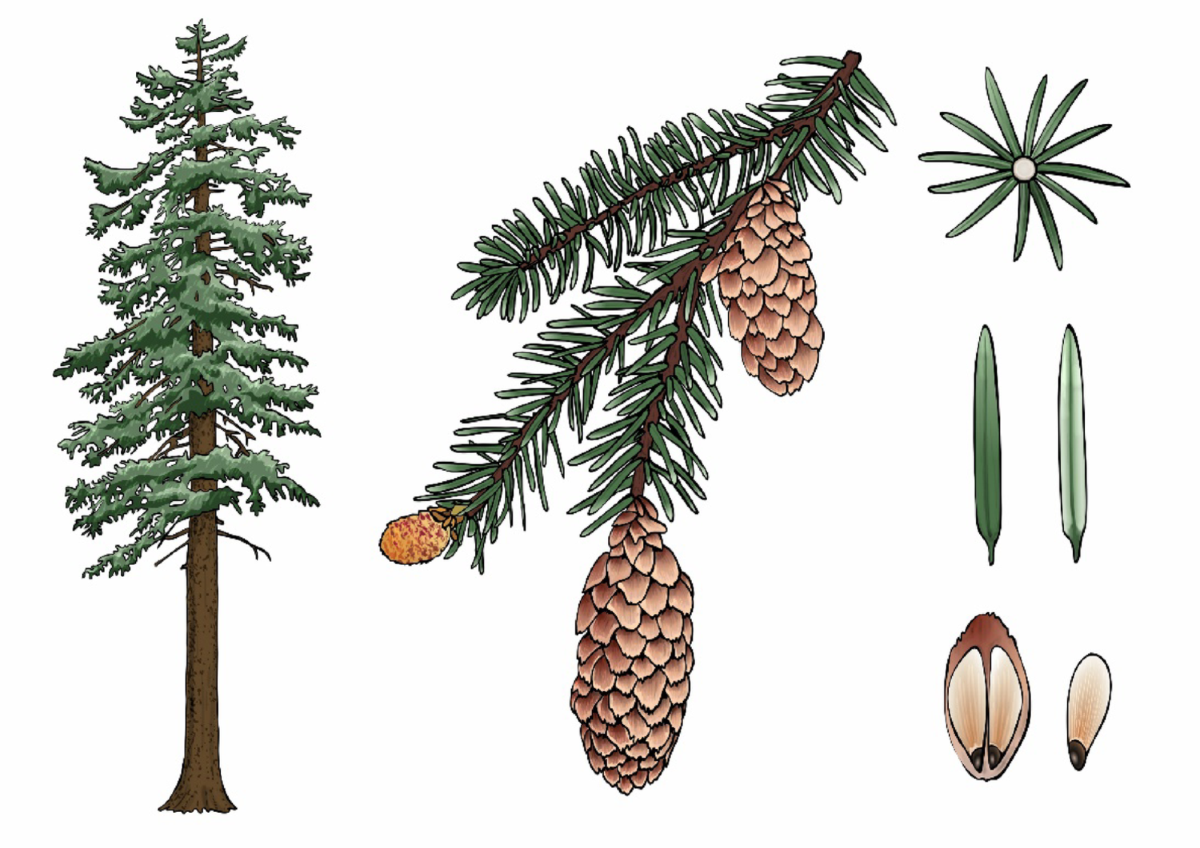 A global review of Sitka spruce (Picea sitchensis [Bong.] Carr 