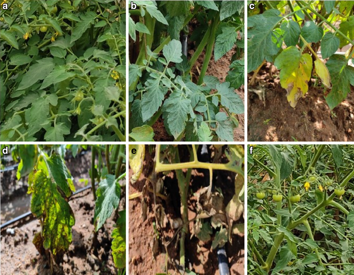 Hyperspectral Detection and Differentiation of Various Levels of Fusarium  Wilt in Tomato Crop Using Machine Learning and Statistical Approaches |  Journal of Crop Health