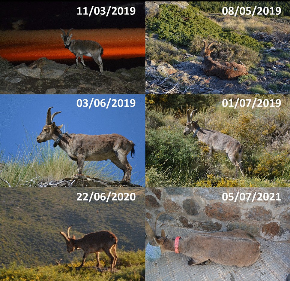 Diseases of Iberian ibex (Capra pyrenaica) | European Journal of Wildlife  Research