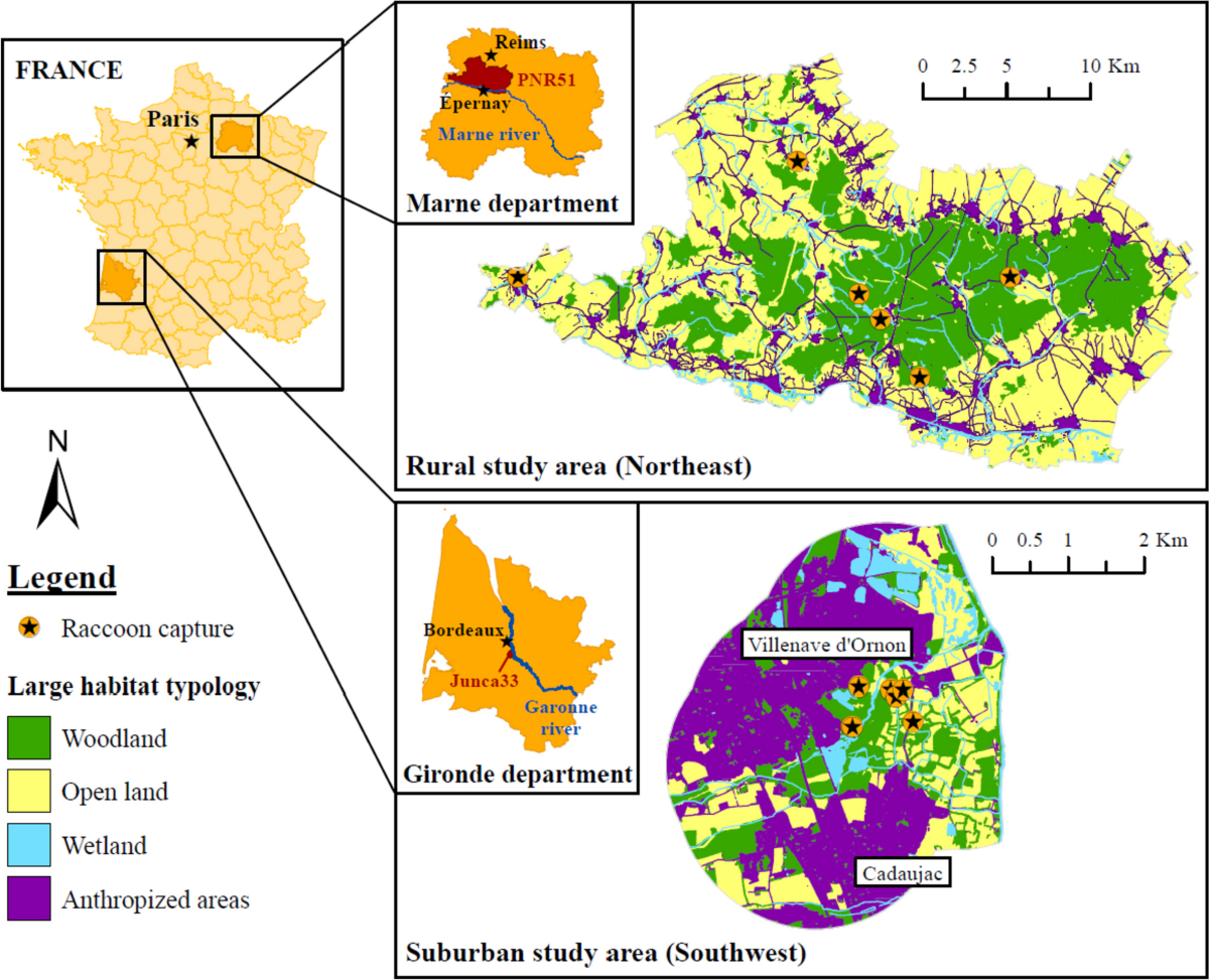 First look on the home range, movement, and habitat selection of the  invasive Northern raccoon (Procyon lotor) in France through two contrasted  populations | European Journal of Wildlife Research