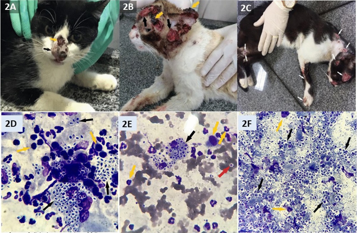 Clinical, Epidemiological, and Epizootic Features of Sporothrix  brasiliensis in Espírito Santo, Brazil | EcoHealth | Springer Nature Link