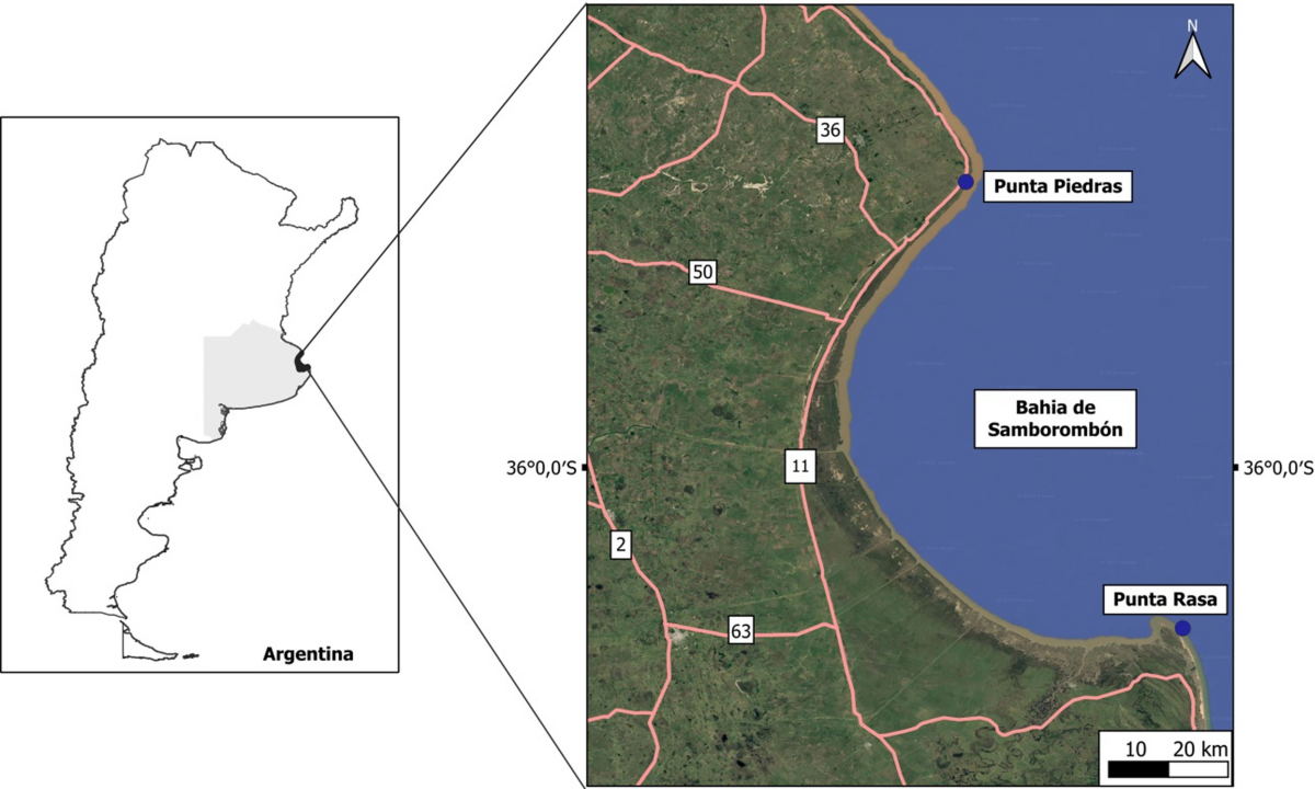 Tracking kelp-type seaweed fuel in the archaeological record through Raman  spectroscopy of charred particles: examples from the Atacama Desert coast |  Archaeological and Anthropological Sciences, image size:1200x720