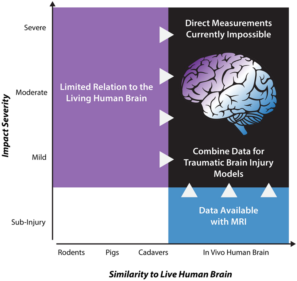 Human brain illustrated with millions of small nerves | Flickr, image size:968x915