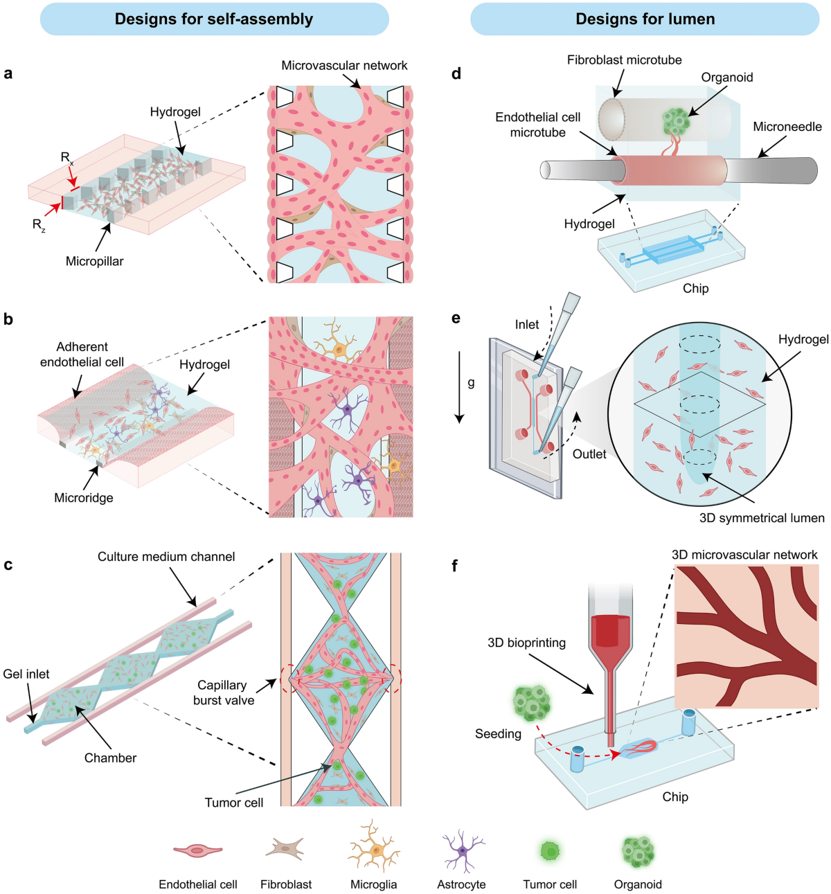 Vascularized organoid-on-a-chip: design, imaging, and analysis |  Angiogenesis | Springer Nature Link