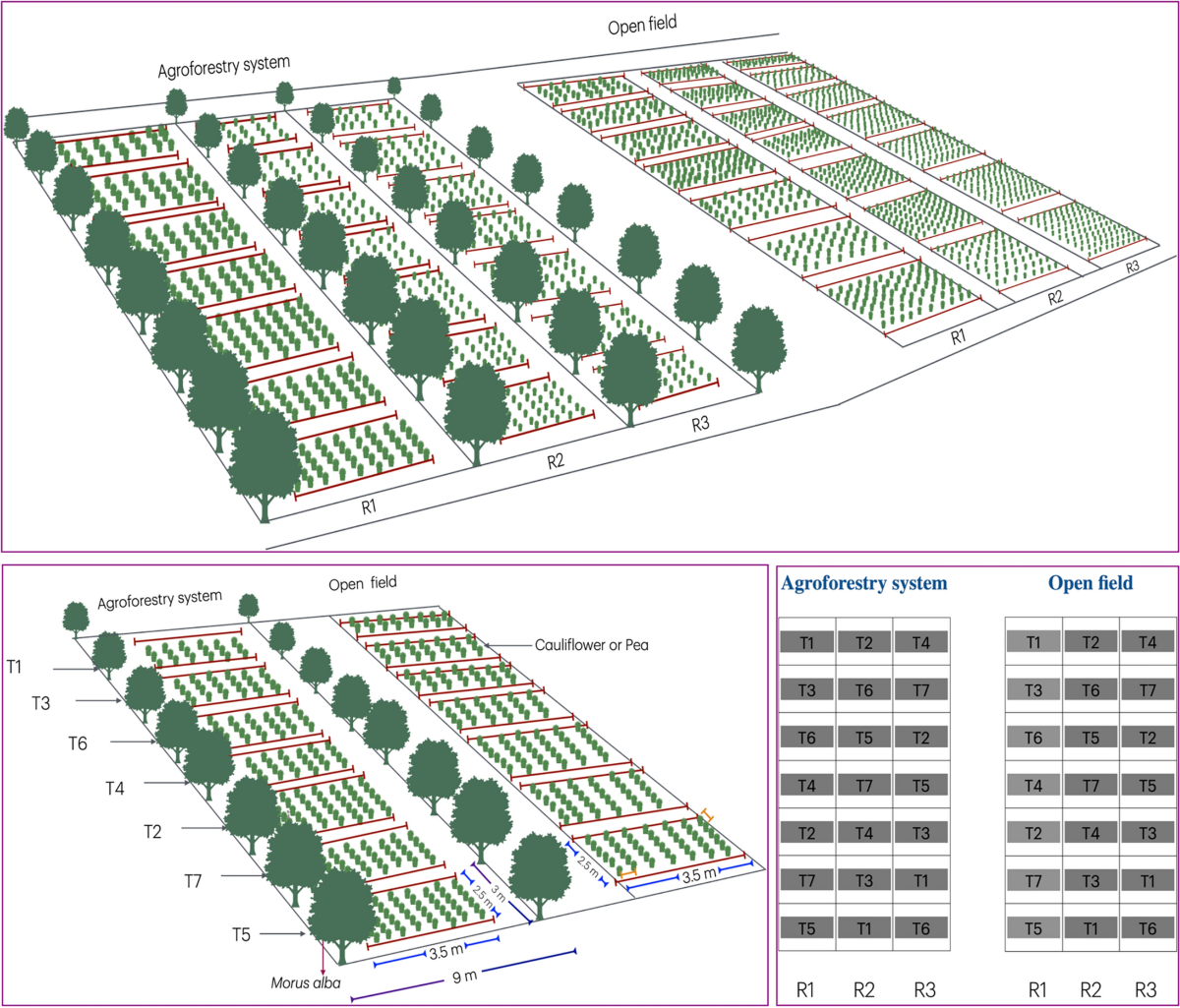 Assessment of pea (Pisum sativum L.) and cauliflower (Brassica oleracea L.  var. botrytis) productivity in Mulberry (Morus alba L.) based agroforestry  system in mid-hills of the north-western Himalayas: effects of tree canopy,