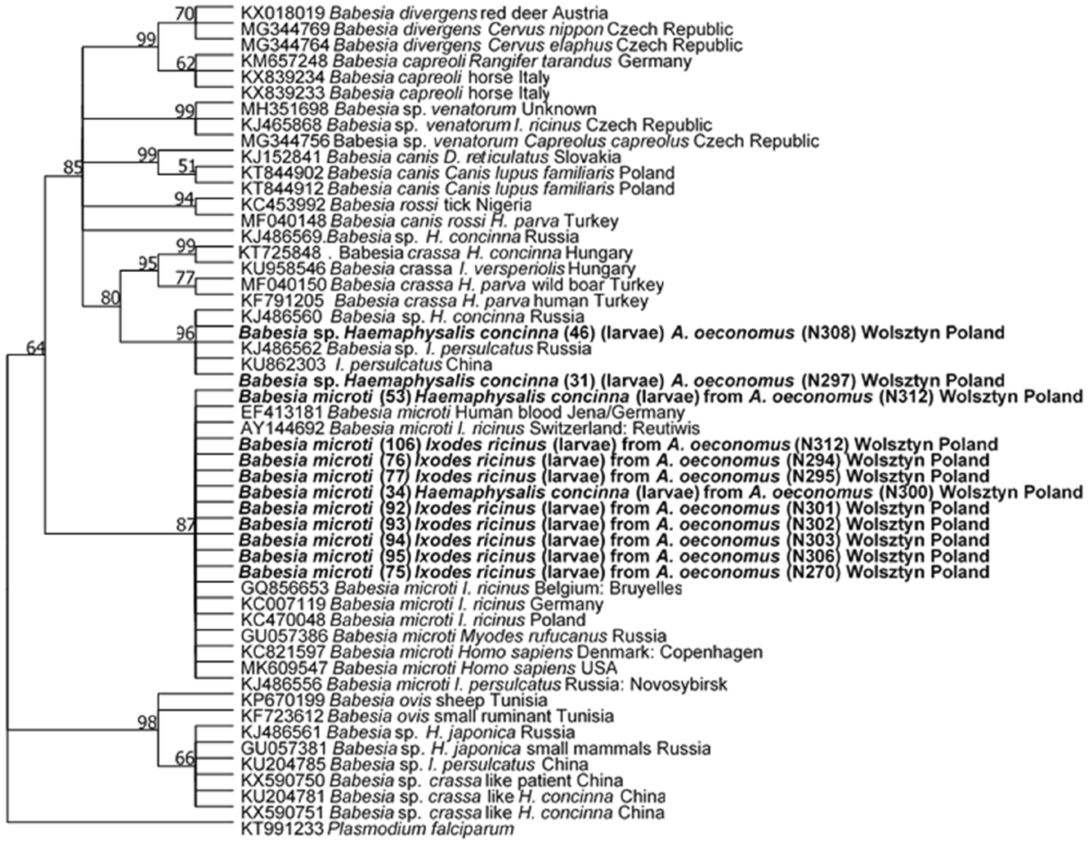 Pathogens detected in the tick Haemaphysalis concinna in Western Poland:  known and unknown threats | Experimental and Applied Acarology