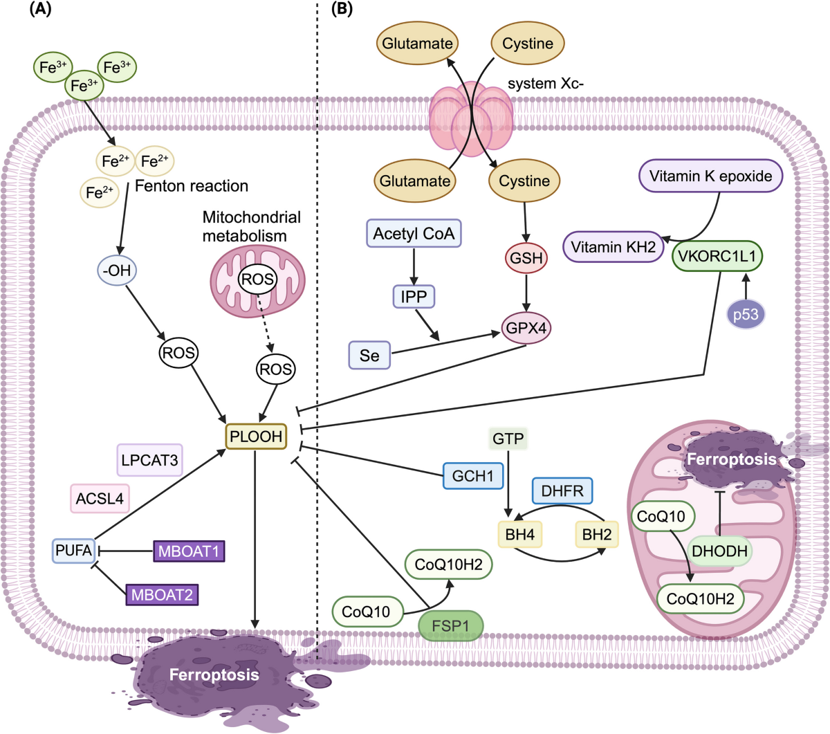 fsp1 is a glutathione-independent ferroptosis suppressor FSP1-mediated in cancer: from mechanisms to therapeutic applications | Apoptosis Fsp1 protein