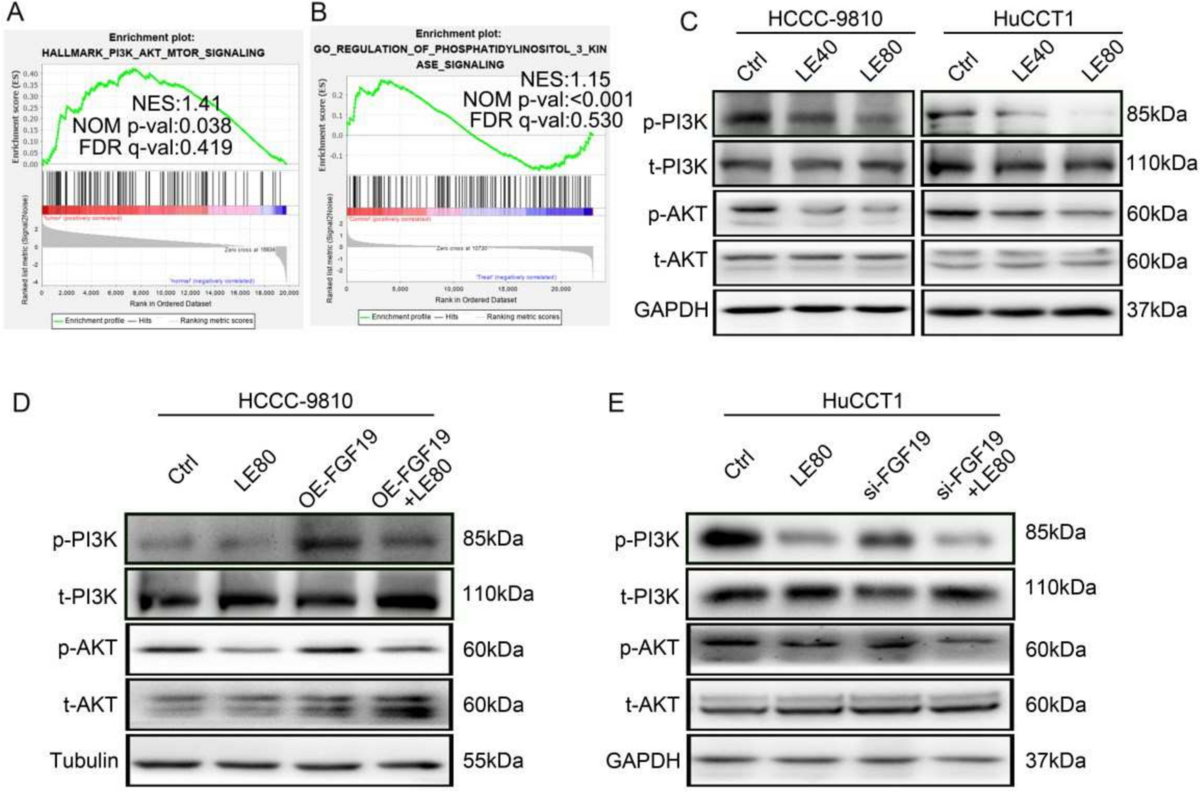 Lenvatinib inhibits cholangiocarcinoma progression by targeting the  FGF19/PI3K/AKT signaling pathway | Apoptosis | Springer Nature Link