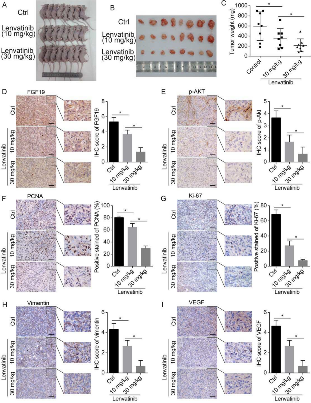 Lenvatinib inhibits cholangiocarcinoma progression by targeting the  FGF19/PI3K/AKT signaling pathway | Apoptosis | Springer Nature Link