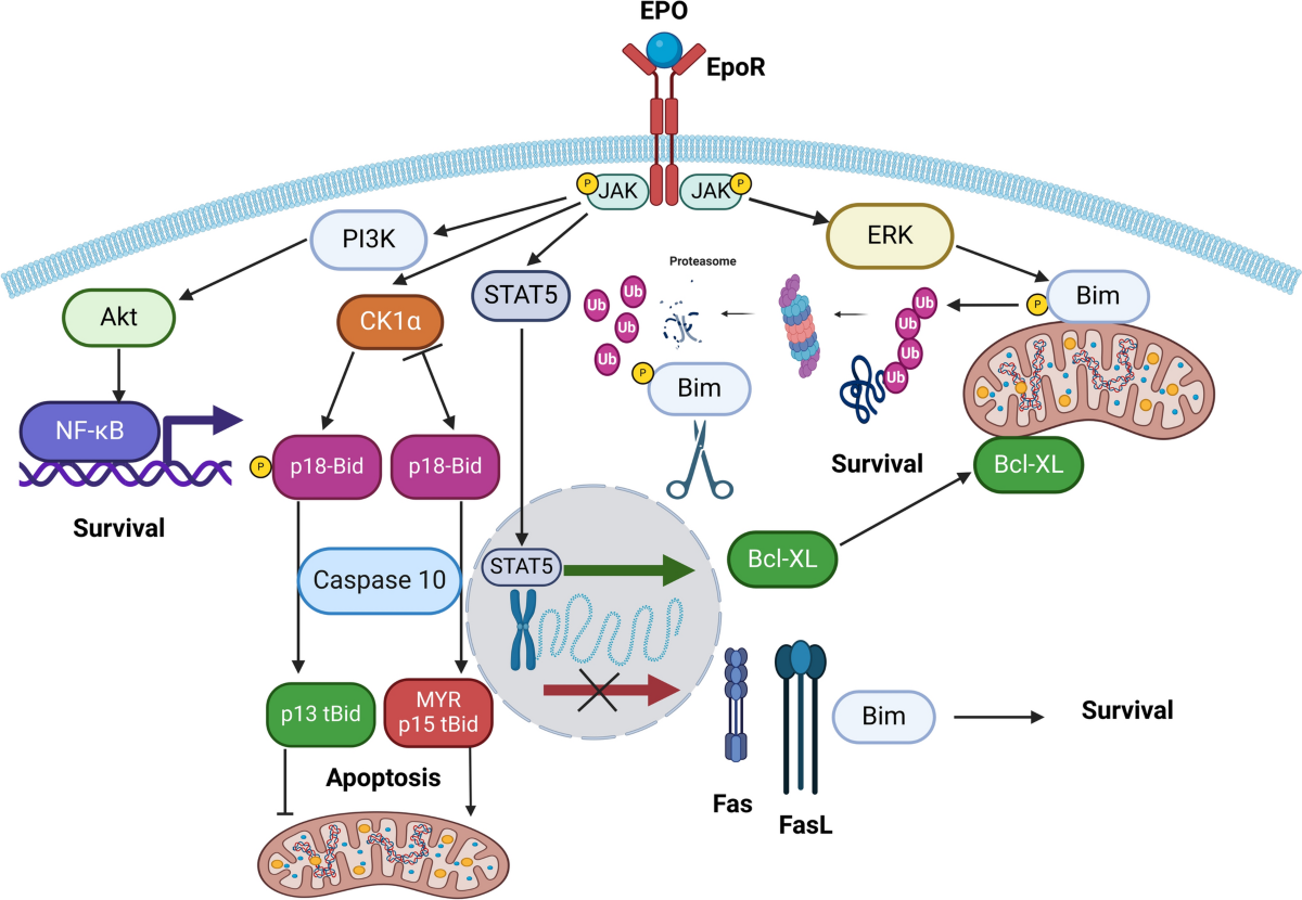 kb glutathione price 2017 Frontiers Cell death signaling in human