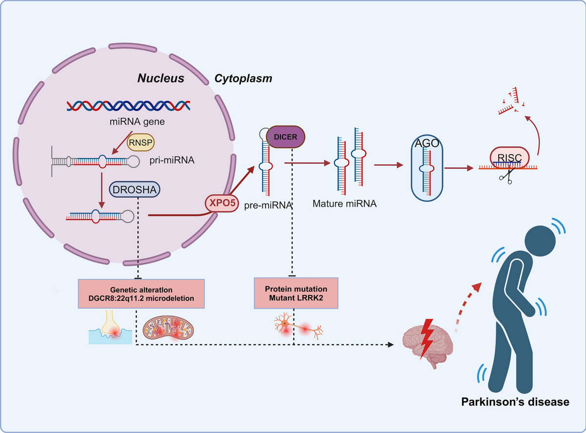 bpc 157 and parkinson's At The Thompson Clinic, we remain hopeful for continued progress in  Parkinson's treatment. Though BPC-157 is not a cure, it may offer relief  for some symptoms and improve quality of life. Ask main image 0