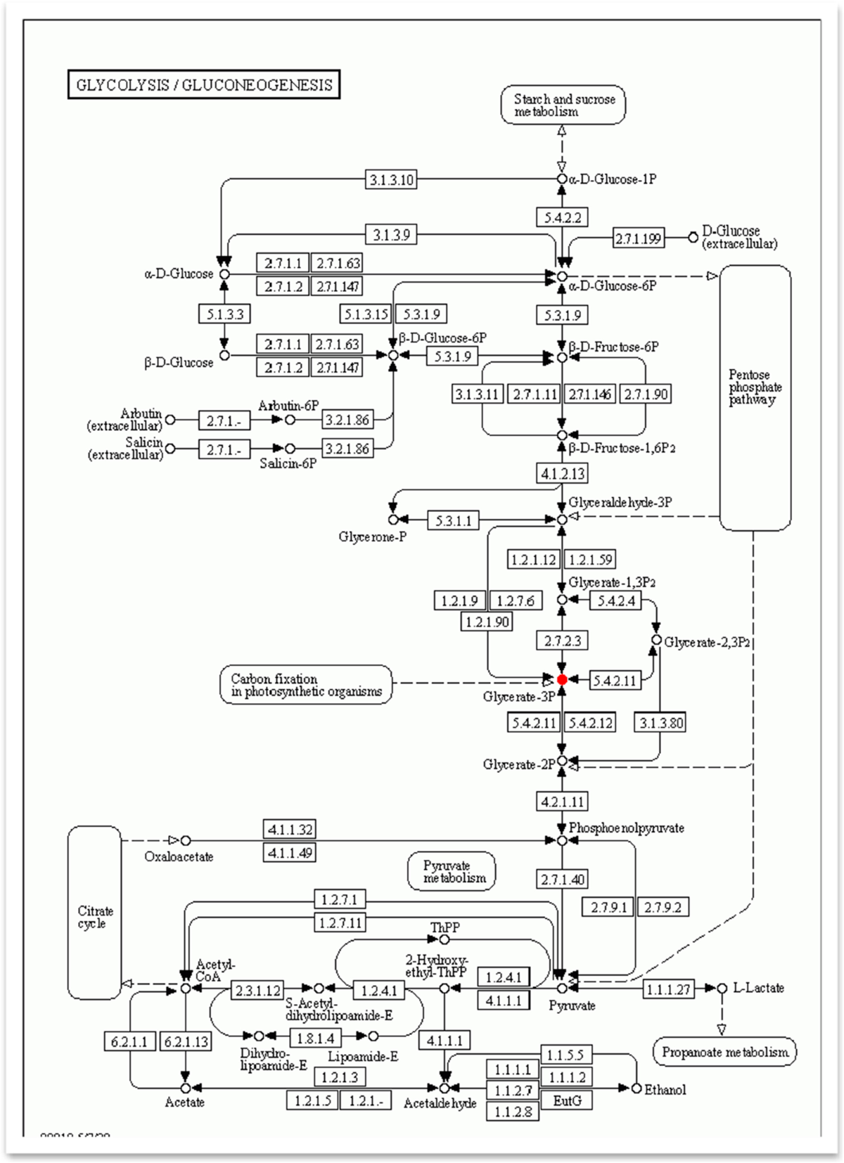 The effects of dietary L-carnitine supplementation in fish diet containing high corn gluten meal on immunity, lipid metabolism, and metabolomics in juvenile hybrid grouper (Epinephelus fuscoguttatus Epinephelus lanceolatus) | Aquaculture ... The effects of dietary L-carnitine supplementation in fish diet containing high corn gluten meal on immunity, lipid metabolism, and metabolomics in juvenile hybrid grouper (Epinephelus fuscoguttatus Epinephelus lanceolatus) | Aquaculture ...
