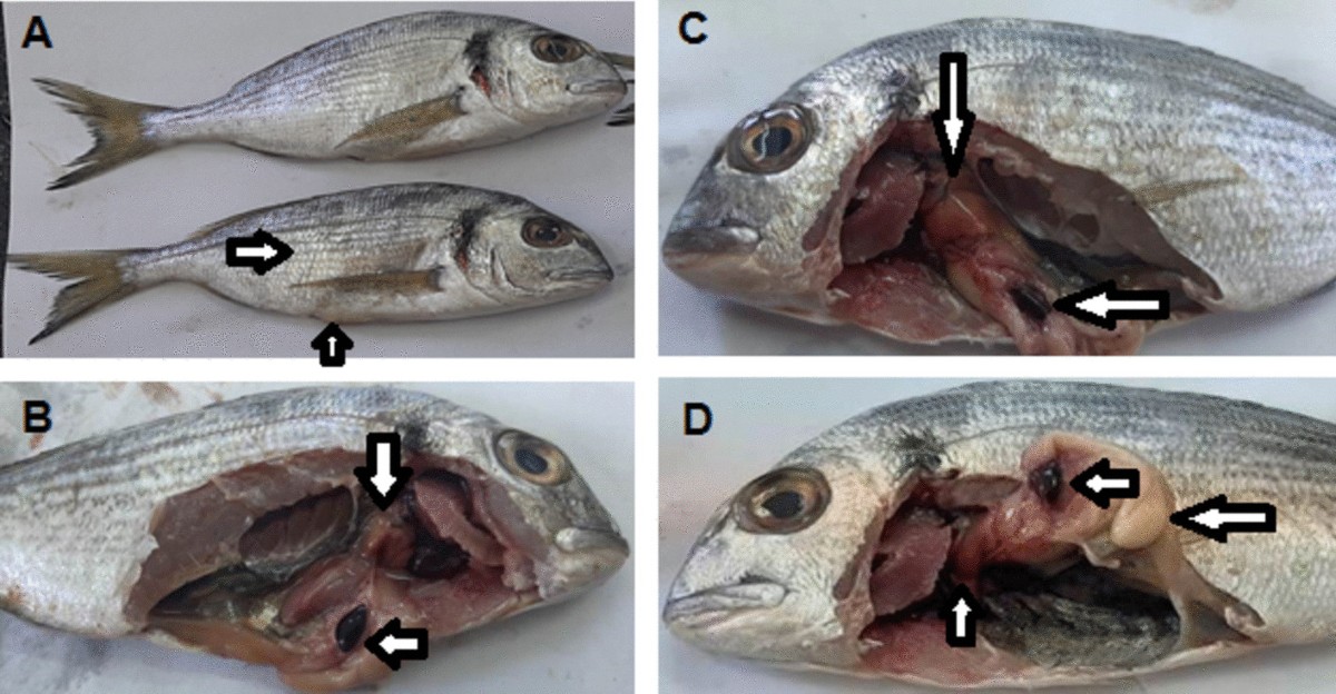 The phenotypic and genetic characteristics of Pseudomonas anguilliseptica  strains associated with mortalities in farmed sea bream and sea bass