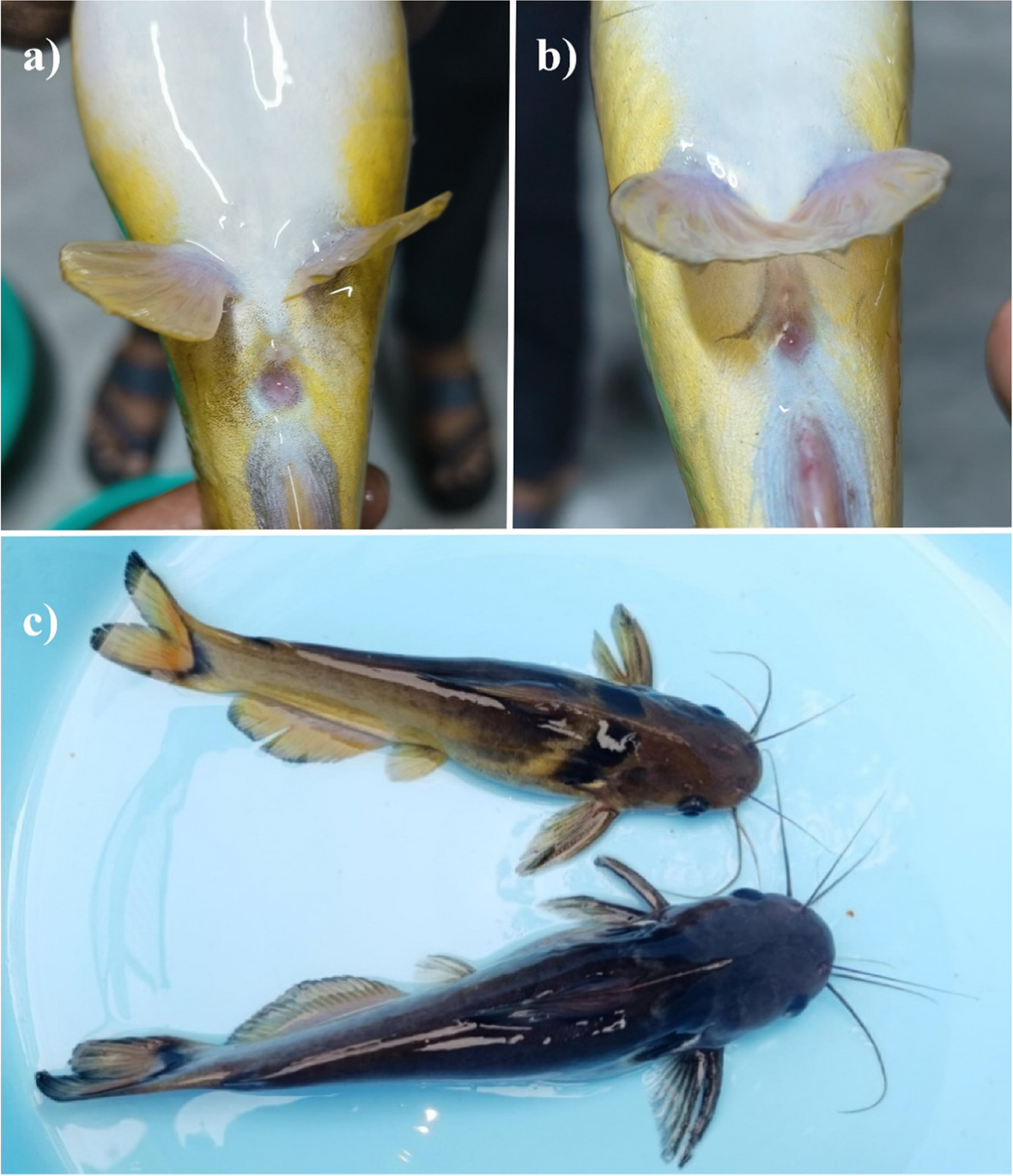 Specials | Absolutely Fish, image size:1180x1370