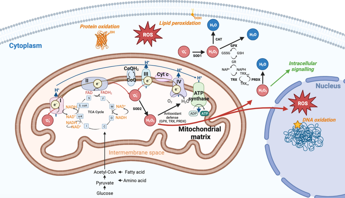 glutathione telomeres Mitochondria and telomeres: hand in glove | Biogerontology glutathione telomeres Mitochondria and telomeres: hand in glove | Biogerontology