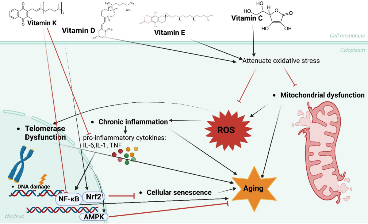 glutathion inhalation IV and Nebulized Glutathione: What You Need to Know
