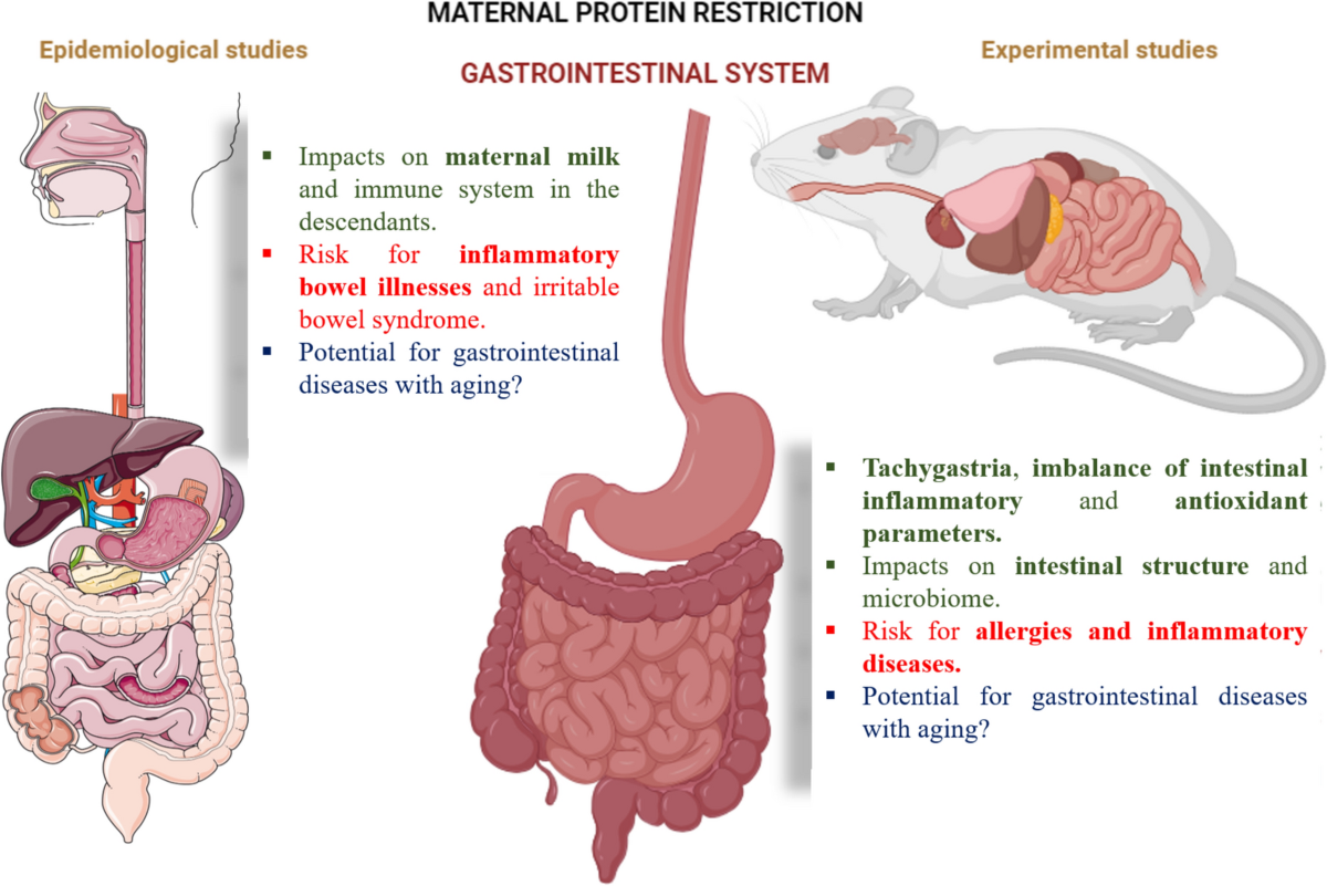 Early and long-term effects of maternal protein restriction on offspring  organs and systems: insights from the developmental origins of health and  disease (DOHaD) | Biogerontology, image size:1200x801