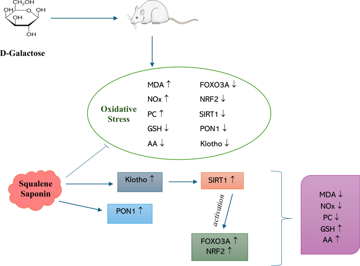 cjc 1295 dac plus ipamorelin Ipamorelin/CJC-1295 (w/o DAC)