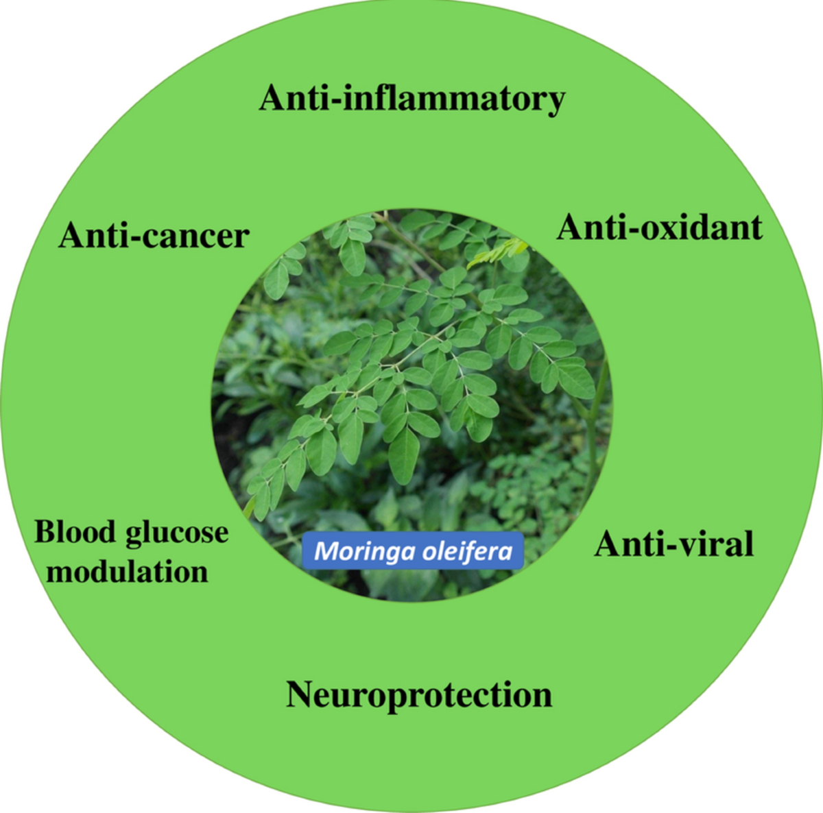 Moringa oleifera and Its Biochemical Compounds: Potential Multi-targeted Therapeutic Agents Against COVID-19 and Associated Cancer Progression | Biochemical Genetics