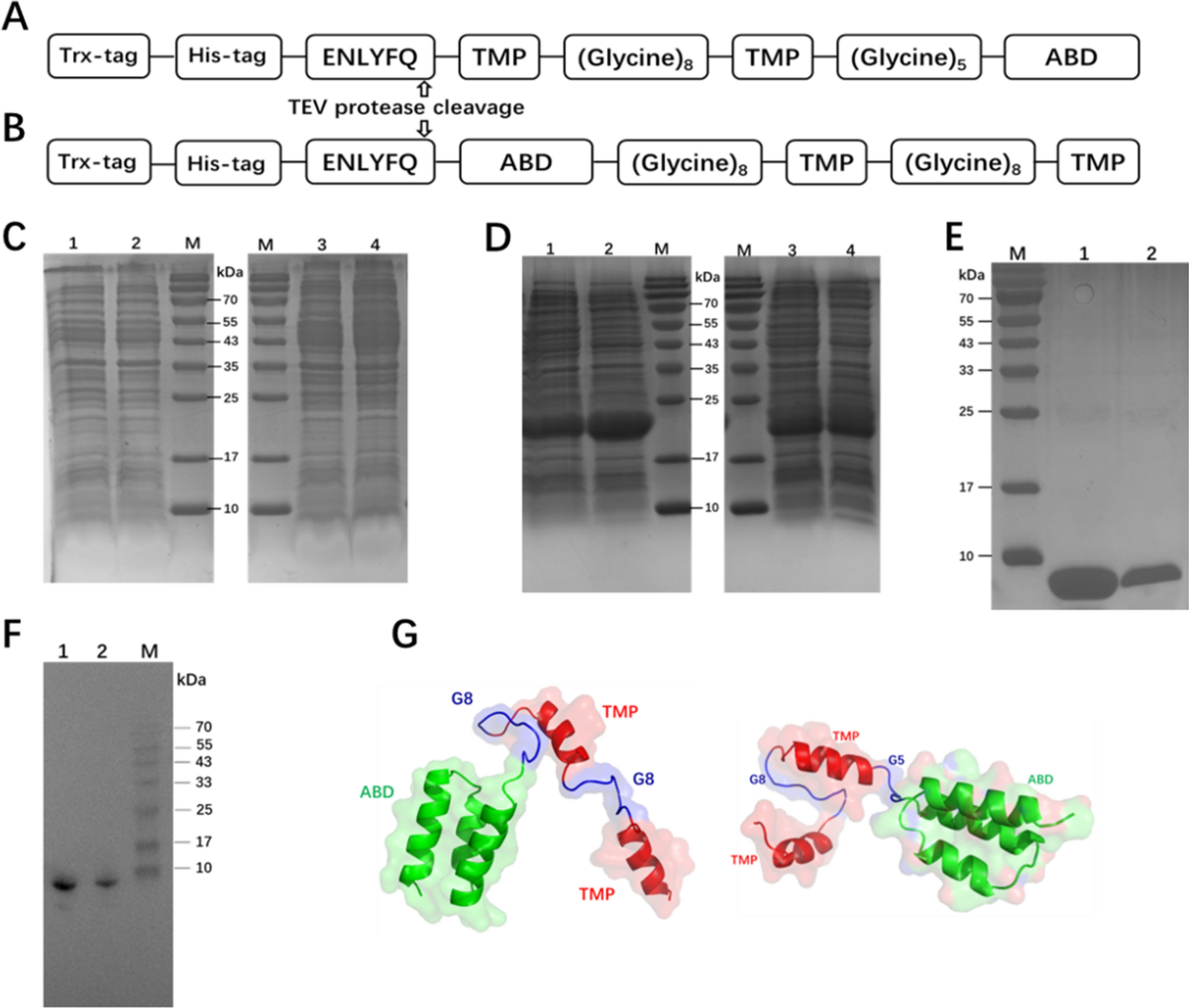 Improving pharmacological activities of thrombopoietin mimetic peptide by  genetic fusion to albumin-binding domain | Biotechnology Letters