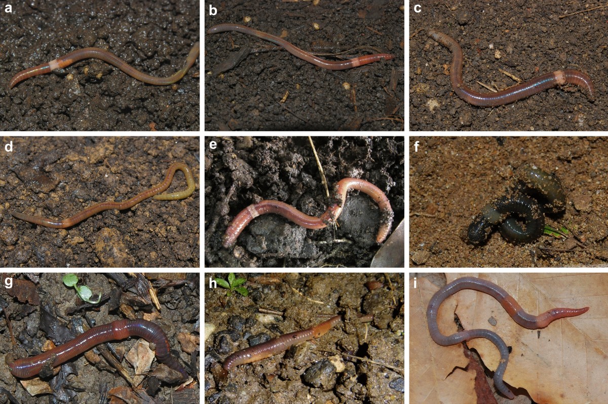 The second wave of earthworm invasions in North America: biology