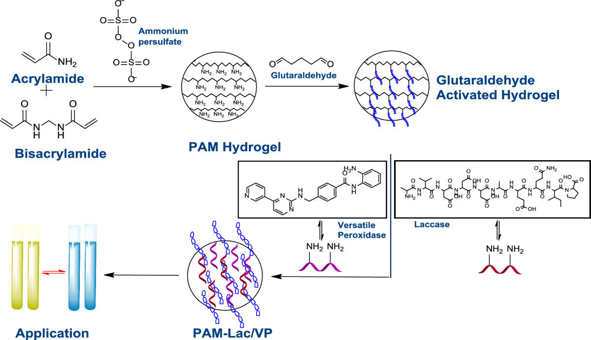Development of a robust enzyme cascade system: co-immobilization of laccase  and versatile peroxidase on polyacrylamide hydrogel for enhanced BPA  degradation | Biodegradation | Springer Nature Link