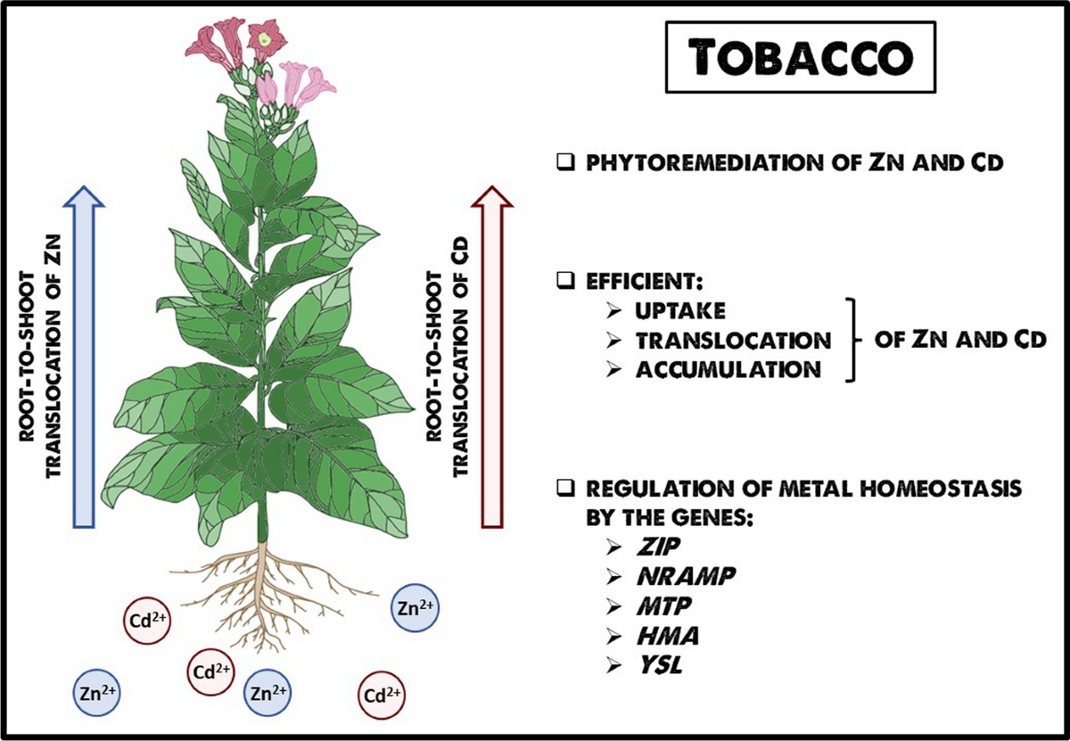 origin of tobacco plant Tobacco as an efficient metal accumulator | BioMetals