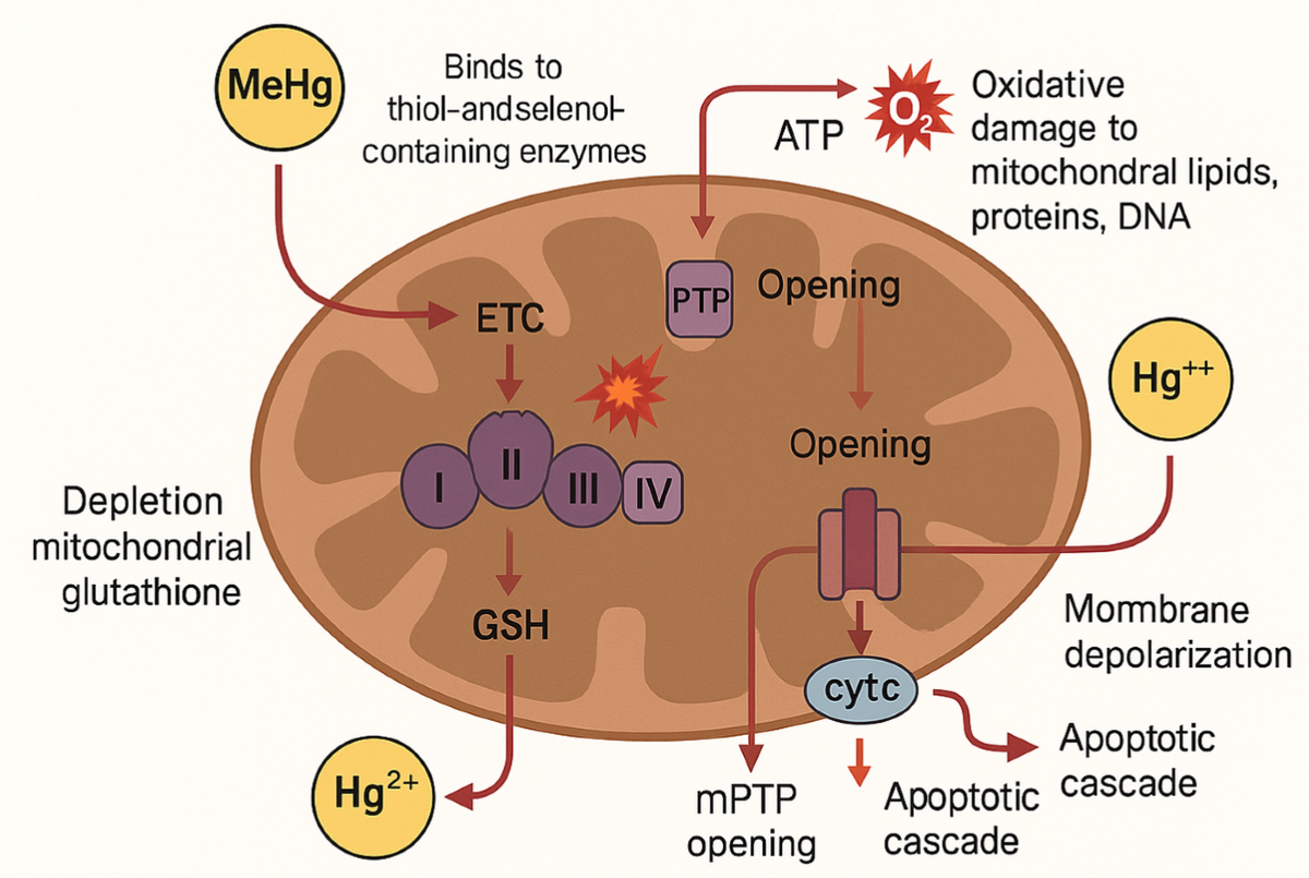 Mercury-induced excitotoxicity in autism spectrum disorder: disruption of  glutamatergic homeostasis and the therapeutic role of the selenium glutathione axis | BioMetals | Springer Nature Link