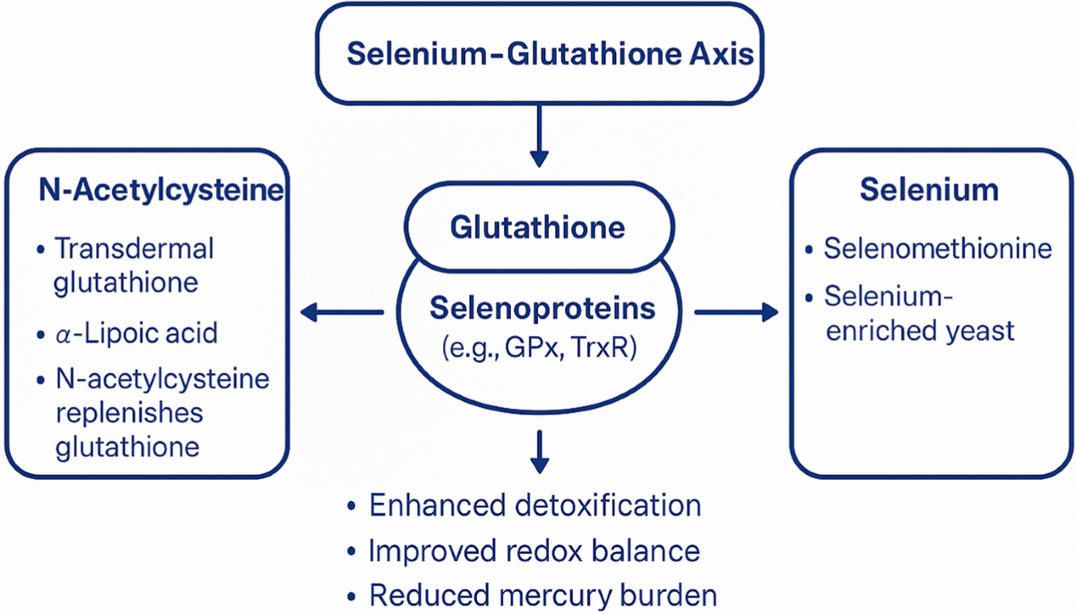 Mercury-induced excitotoxicity in autism spectrum disorder: disruption of  glutamatergic homeostasis and the therapeutic role of the selenium glutathione axis | BioMetals | Springer Nature Link