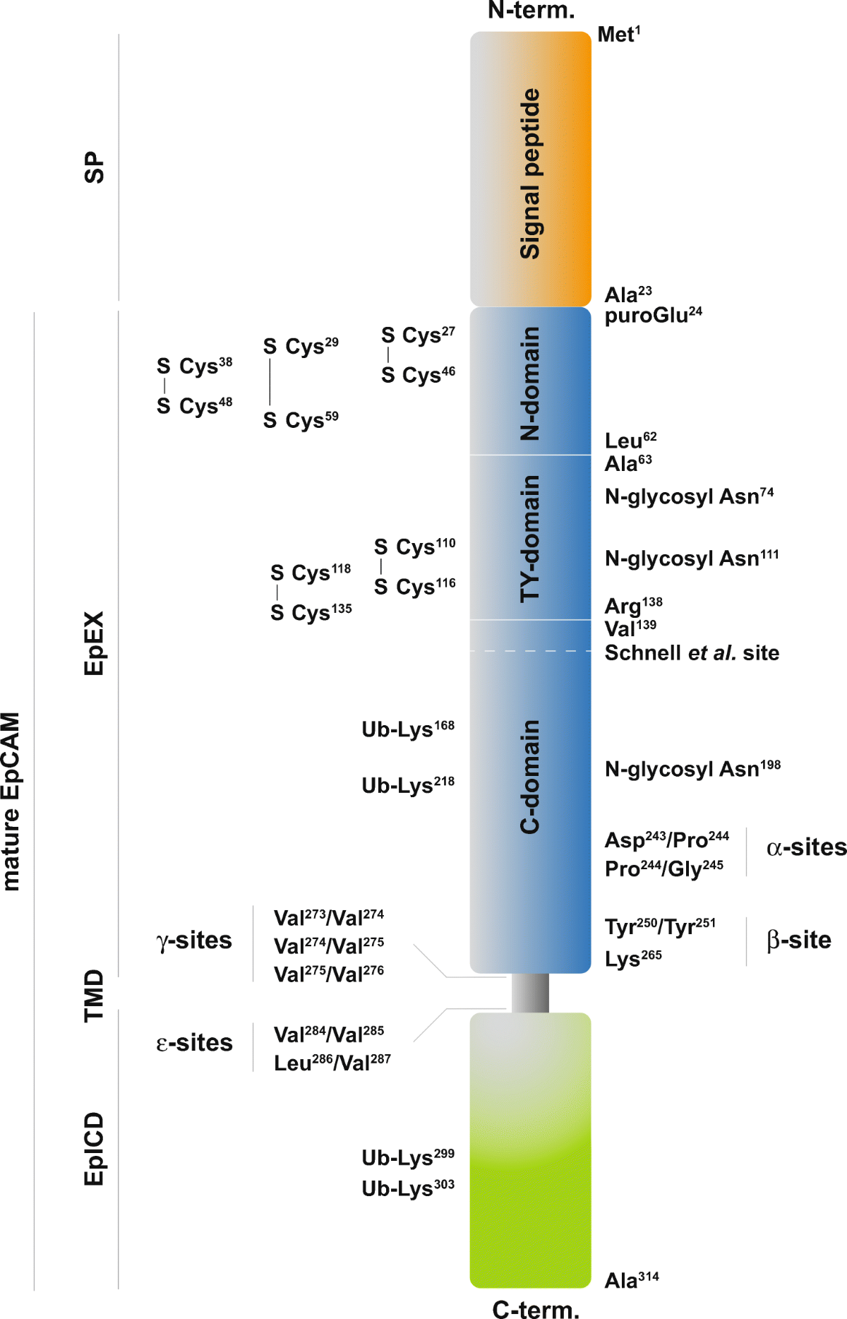 Expression and function of epithelial cell adhesion molecule EpCAM: where  are we after 40 years? | Cancer and Metastasis Reviews