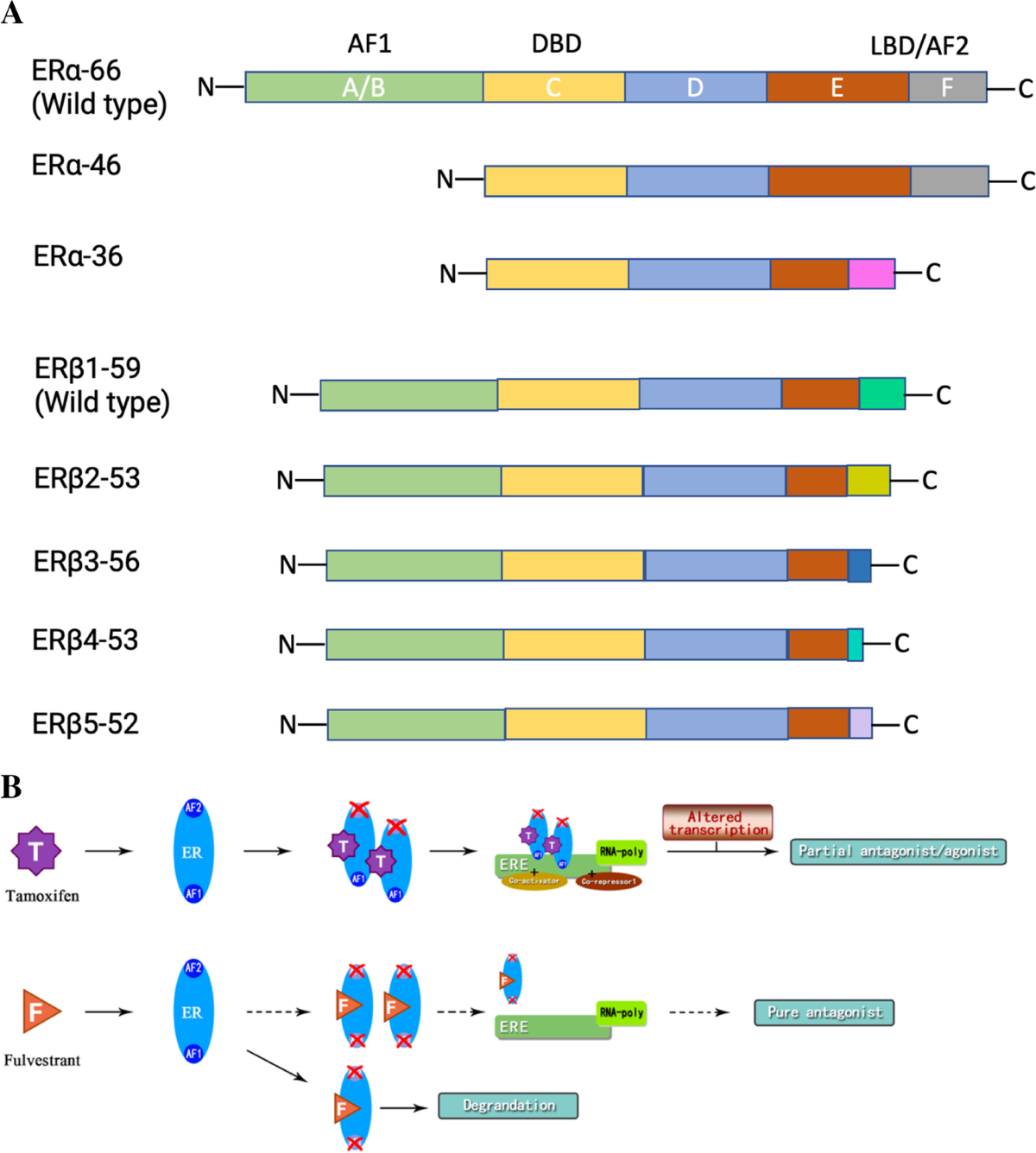 A selective estrogen receptor α agonist ameliorates hepatic steatosis in  the male aromatase knockout mouse in: Journal of Endocrinology Volume 210  Issue 3 (2011), image size:1200x1336