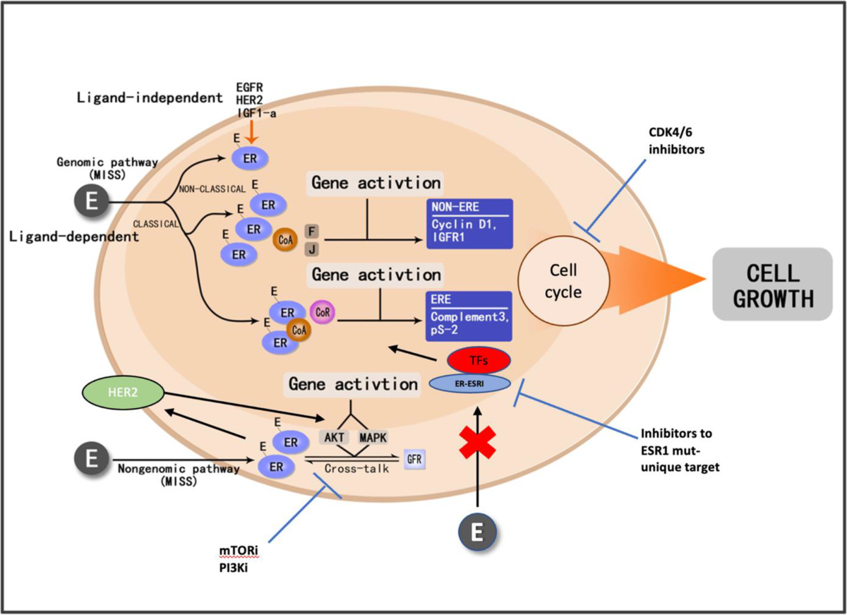 Frontiers | Estrogen Mediates an Atherosclerotic-Protective Action via Estrogen  Receptor Alpha/SREBP-1 Signaling, image size:1200x871