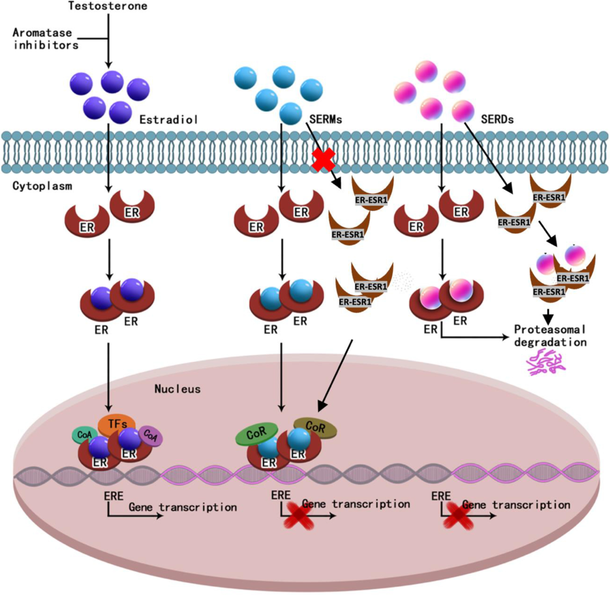 ERα-LBD, an isoform of estrogen receptor alpha, promotes breast cancer  proliferation and endocrine resistance | npj Breast Cancer, image size:1200x1170