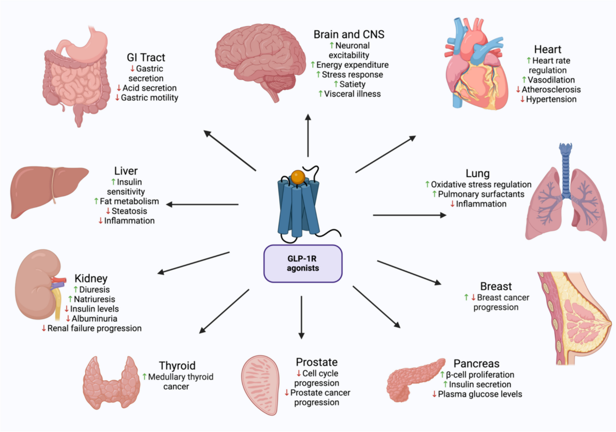 glp-1 and thyroid cancer The effect of GLP-1R agonists on the medical triad of obesity, diabetes,  and cancer | Cancer and Metastasis Reviews