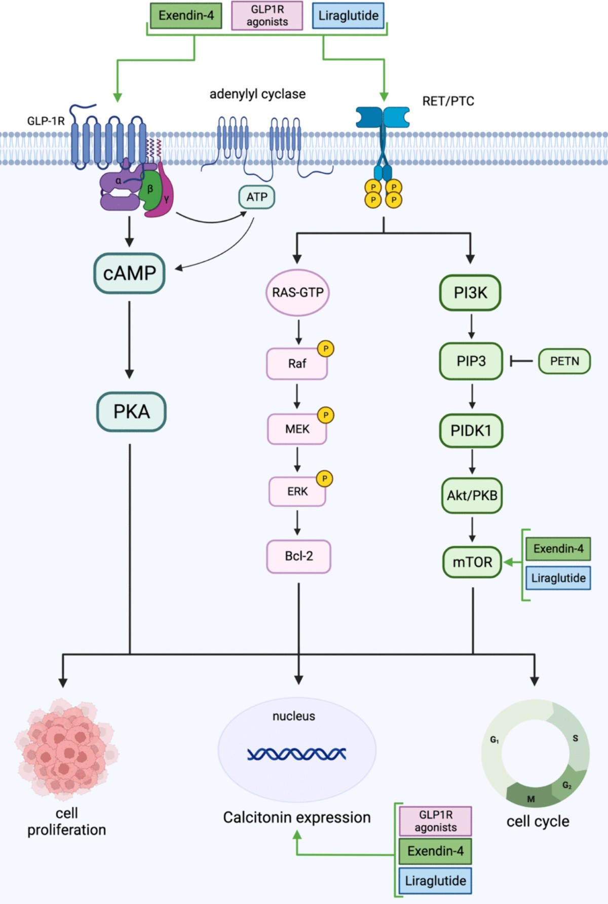 ziyad al aly glp 1 The popularity of GLP-1 drugs has exploded. Once a relatively obscure class  of drugs prescribed for people with diabetes, GLP-1s have now shown an  impressive ability to treat obesity, which affects over