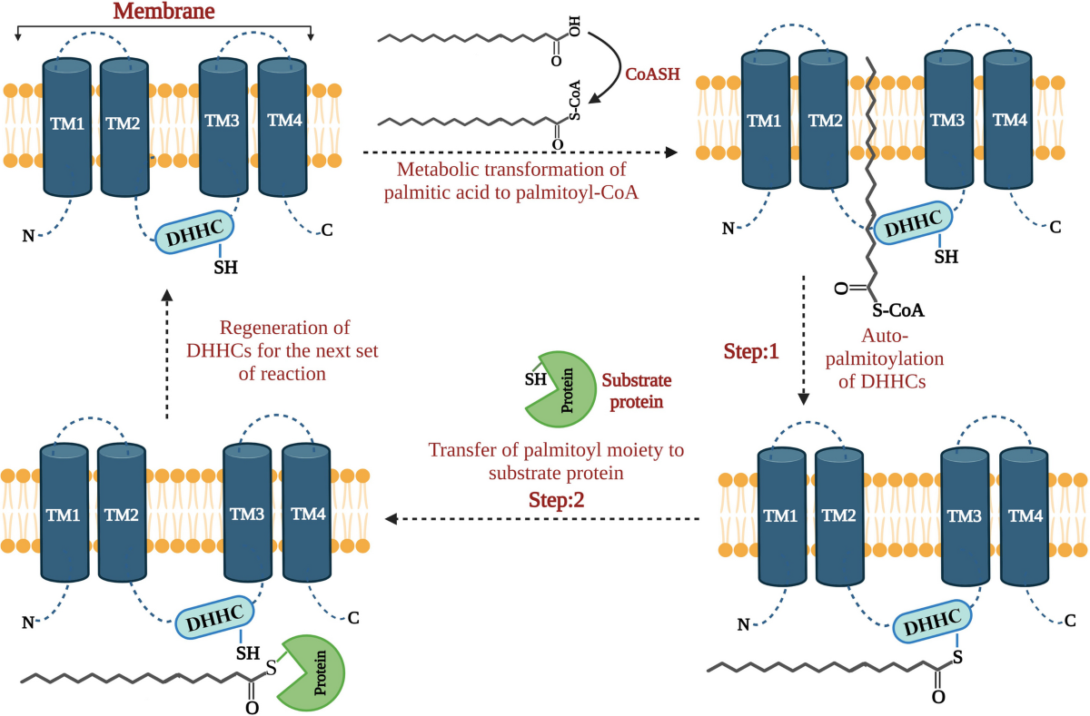 s palmitoyl glutathione Protein S-palmitoylation: Potential strategy for inflammation-related diseases acetyl glutathione supplement is ideal for adults with high oxidative stress S-Acetyl L-Glutathione Capsules - 100mg,