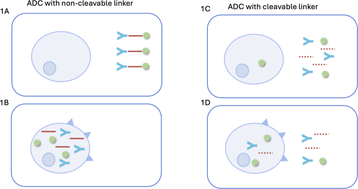 glutathione peroxidases and redox-regulated transcription factors The glutathione redox cycle, demonstrating the inter-conversion of