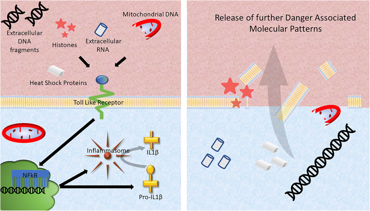 The Role of Extracellular DNA and Histones in Ischaemia-Reperfusion Injury of the Myocardium | Cardiovascular Drugs and Therapy the-role-of-extracellular-dna-and-histones-in-ischaemia-reperfusion-injury-of-the-myocardium-cardiovascular-drugs-and-therapy