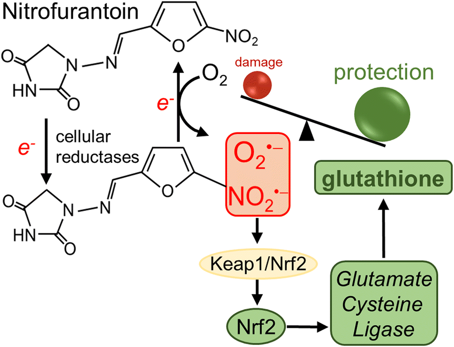 nrf2 glutathione synthesis Stimulation of de novo glutathione synthesis by nitrofurantoin for enhanced  resilience of hepatocytes | Cell Biology and Toxicology